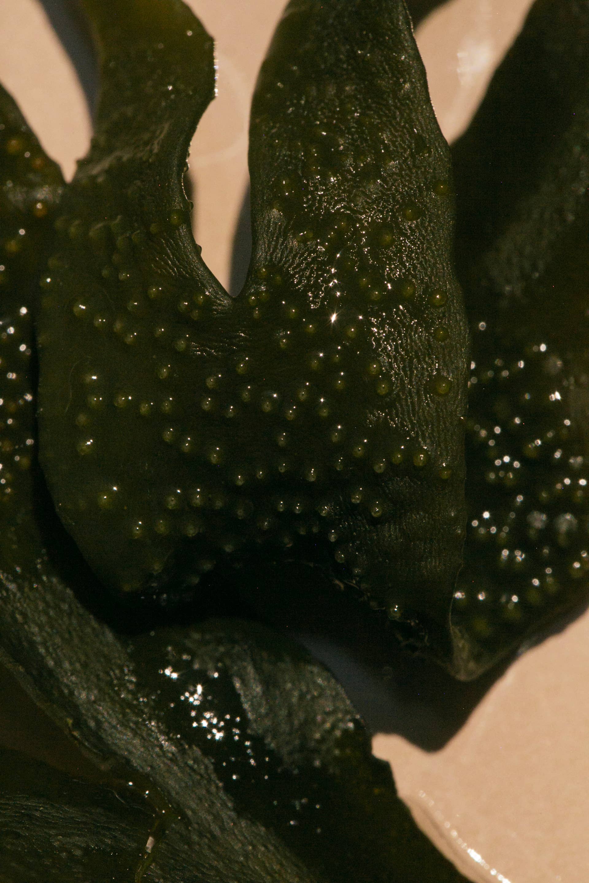 SUMMER SOLACE- Regenerative Tallow Beauty - Wholesale Zeepblok - Sea Change zeewierzeep – Neroli en blaaswier, 140 g3