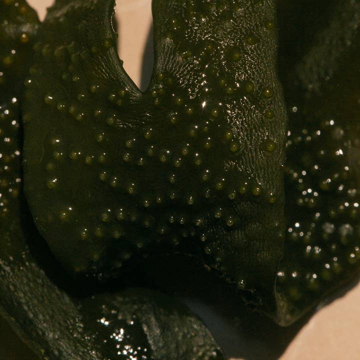 SUMMER SOLACE- Regenerative Tallow Beauty – Engroshandel Sæbestykke – Sea Change tangsæbebar – Neroli & blæretang, 140 g3