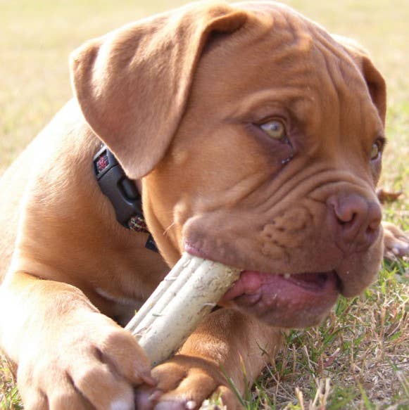Pet Palette Distribution - Wholesale Pet Biscuit - Dog - KONG® Ziggies Cube Small