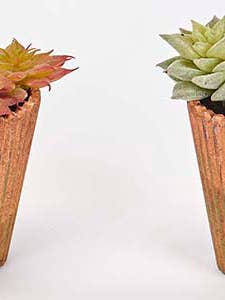 3.5" Potted Hen & Chicks Succulent for wholesale by WORTH IMPORTS