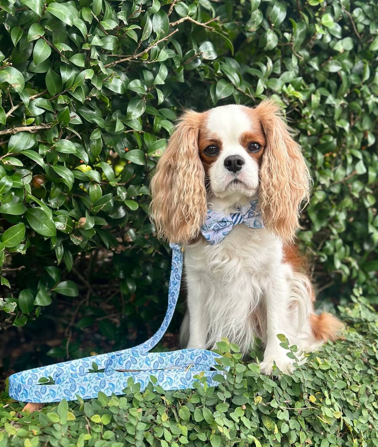 Covey Collection - Wholesale Pet Collar - Dog - Blue Oyster Dog Collar4