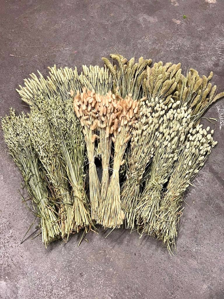 Dutch Flower Studio – Engroshandel Tørrede/pressede blomster – Hollandsk kornblanding – 70 cm – tørrede blomster til dekoration0