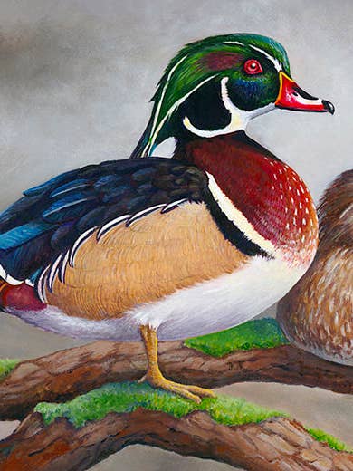 2011 Maine Duck Stamp Print (Træ ænder) „Stolt aborre“ for engroshandel hos Rebekah Lowell Creative Studio