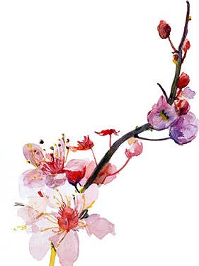 Cherry postcard for wholesale by Ping He Art