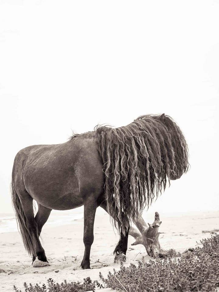 Caballo con Melena Larga para venta al por mayor de Love Warriors