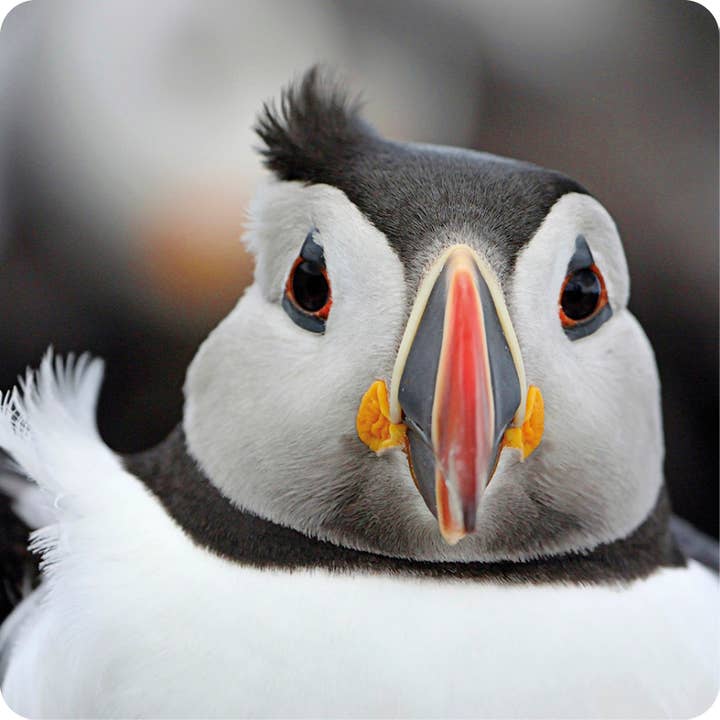 Photographic Coaster Bewitched Bothered & Bewildered! for wholesale by Island Blue Publishing