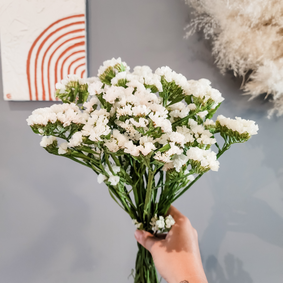 Plantita & Co. – wholesale Dried/pressed flowers – Statice Flower White Dried1