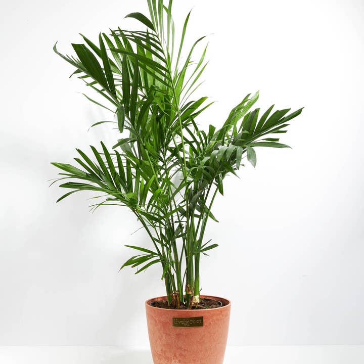 Lively Root - Wholesale Live Plant - Areca Palm Indoor Tree16