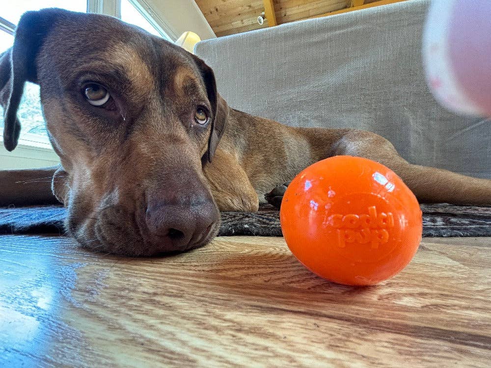 SodaPup Dog Toys - Wholesale Pet Chew Toy - Dog - Squeak Ball Ultra Durable PUP-X Squeaking, Chewing, Floating & Retrieving Ball7