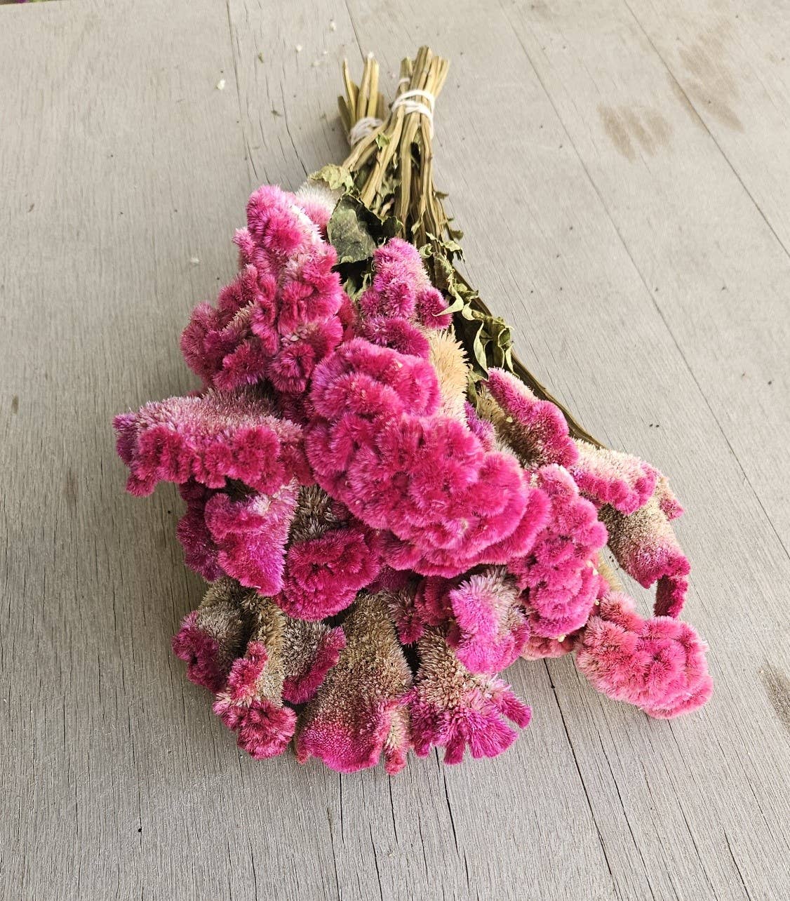 Alissas Flower Farm - Wholesale Dried/Pressed Flowers - Dried Celosia, Comb6