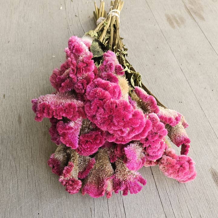 Alissas Flower Farm - Wholesale Dried/Pressed Flowers - Dried Celosia, Comb6