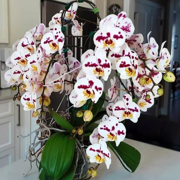 Elm Dirt - Wholesale Fertilizer - Premium Orchid Mist Spray - Foliar Feed (16 oz)2