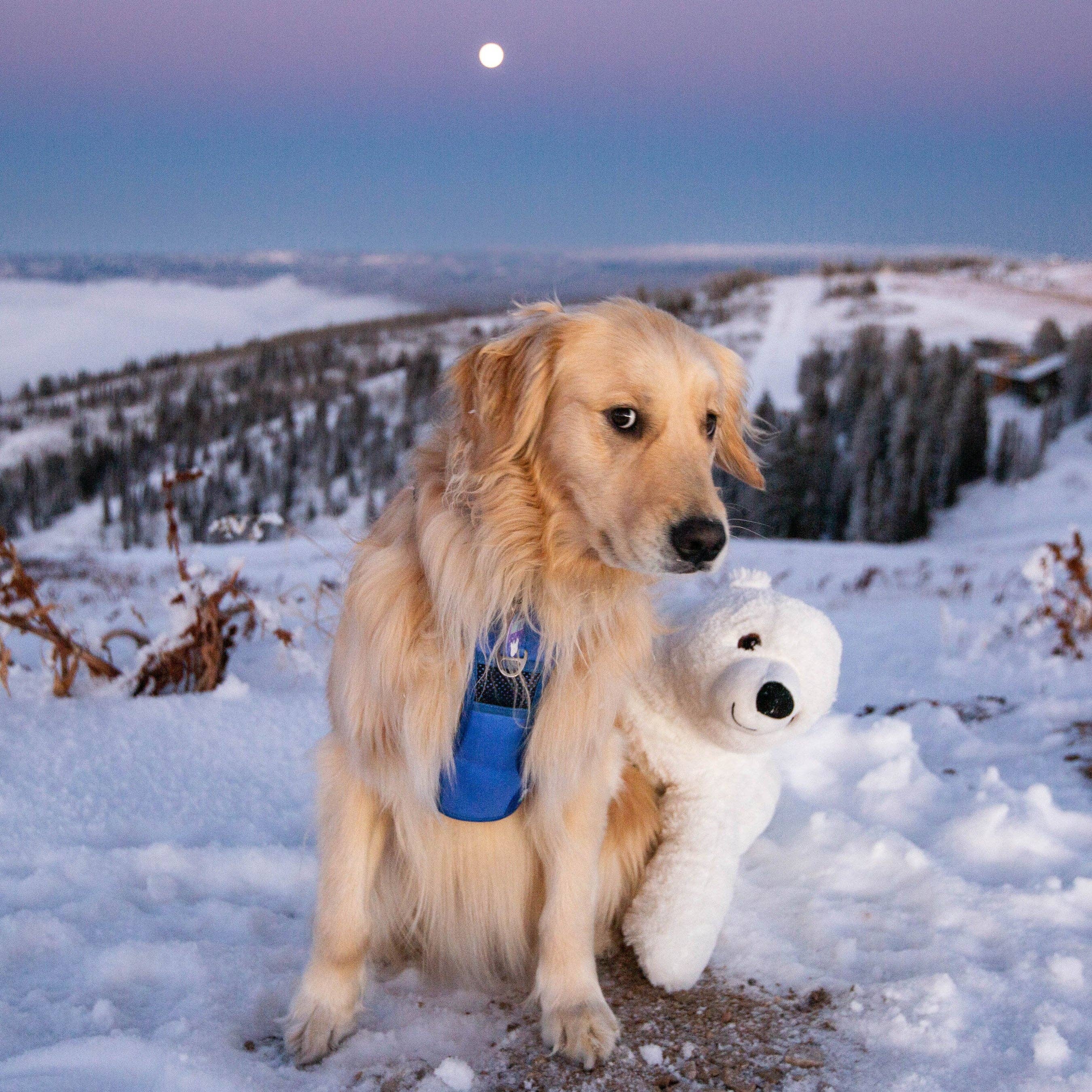 Wildside Dog Gear - Wholesale Pet Harness - Dog - Aurora Polar Bear Adjustable Dog Harness 4