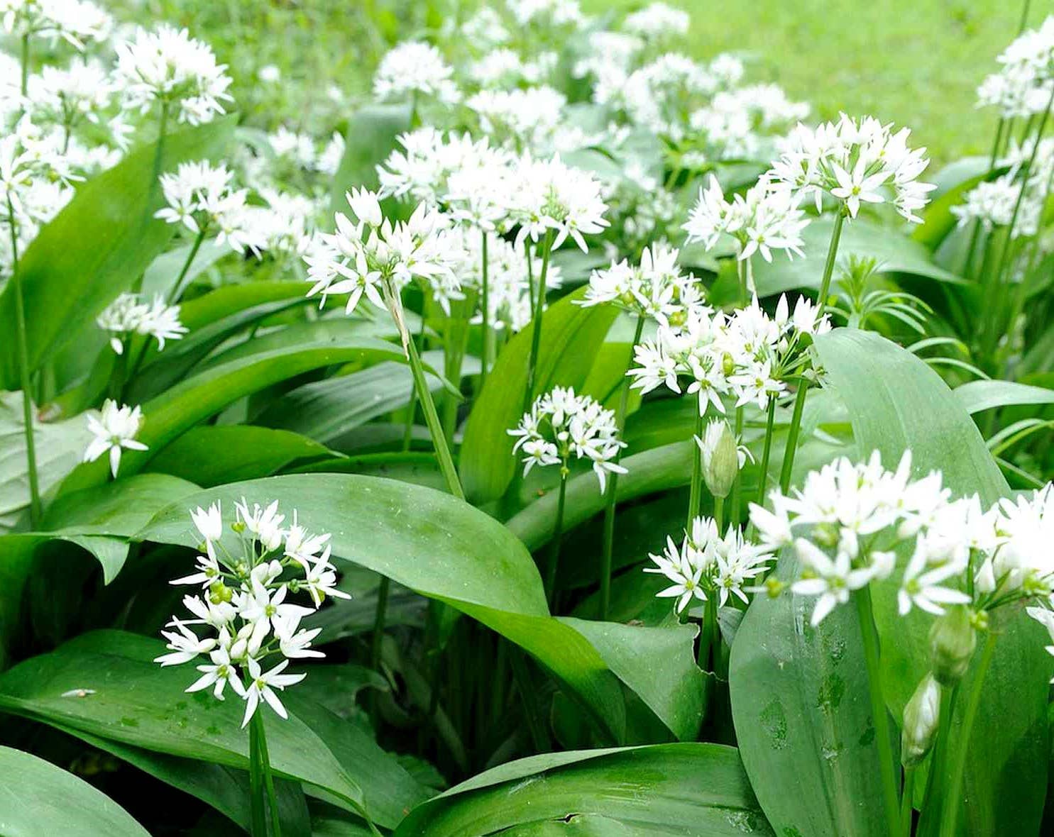 GardenPerspective – wholesale Levande växt – 5 - Vild vitlök Flerårig barrot Levande trädgårdsväxt4