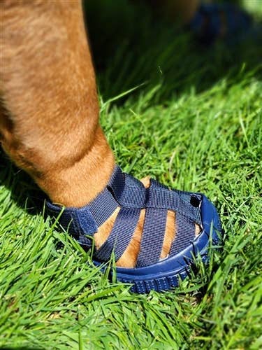 AllDogBoots - Wholesale Pet Boots - Dog - Gladiator Dog Sandals5