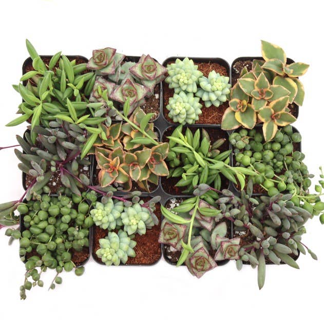 12-Pack Trailing & Strings Succulent - 6 Varieties for wholesale by Best Plant Friend