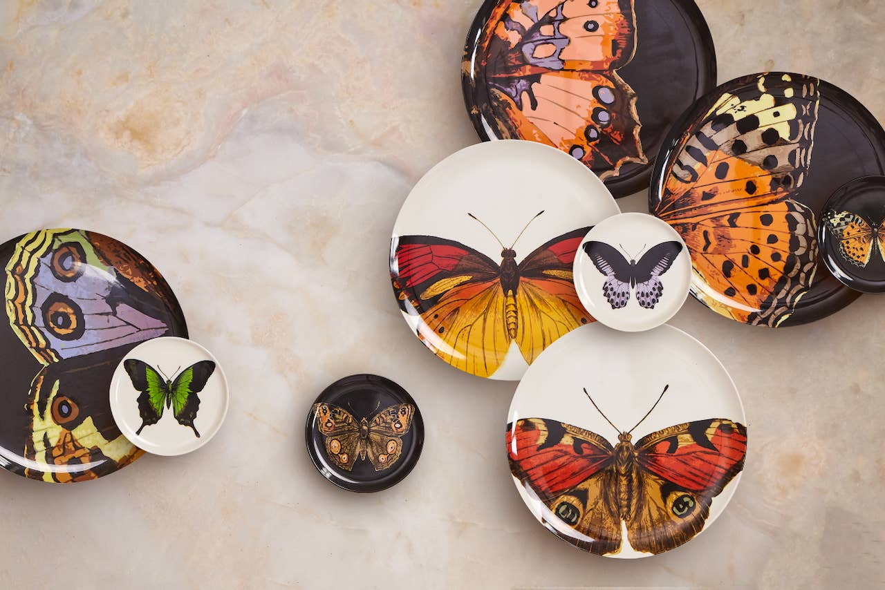 THOMASPAUL - Wholesale Dinner Plate - Metamorphosis Dinner Plates Set of 48