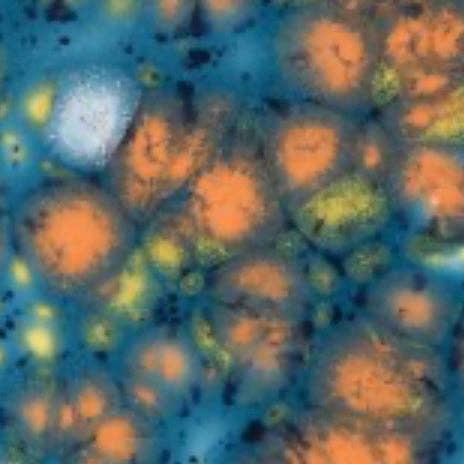 Kleiner Taino-Becher für den Großhandel von Papillon Wholesale