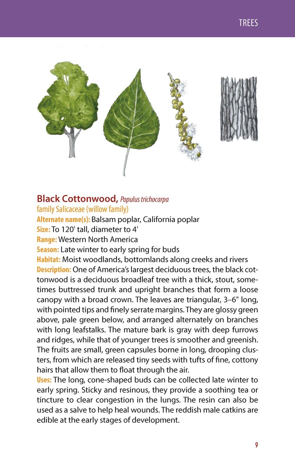 REMOVED BRAND - Wholesale Nature & Outdoors - Edible Wild Plants: A Falcon Field Guide, 2nd ed.2