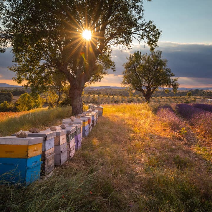 TRADITIONS DE FRANCE (Europe) – Engroshandel Bolcher – Honning slik håndlavet i Frankrig