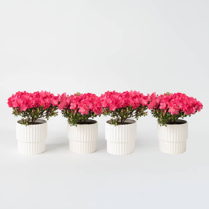 Oasis of Life – Engroshandel Ægte plante – Rhododendron Azalea – 4 planter Rhododendron Azalea ‘Anouk’ – Japansk Azalea med lyserøde blomster – Stedsegrøn & hårdfør – Ideel til have, altan & krukke – Nem at pleje & kompakt – Højde 25–40cm – Ø17cm1