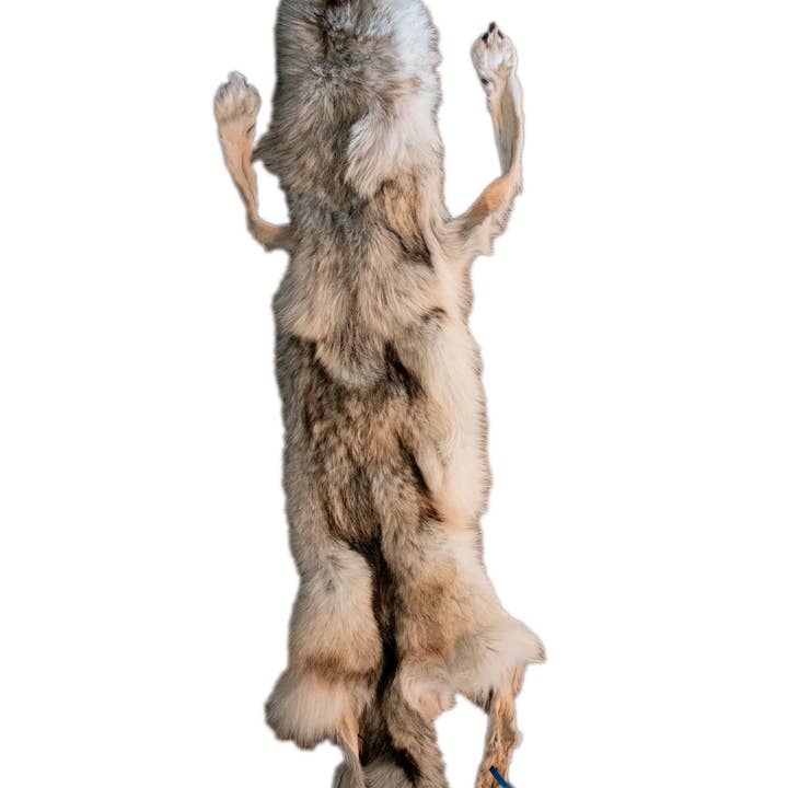 Gelooide Wolvenhuid – 76" Lang voor wholesale door Oreamnos Oddities