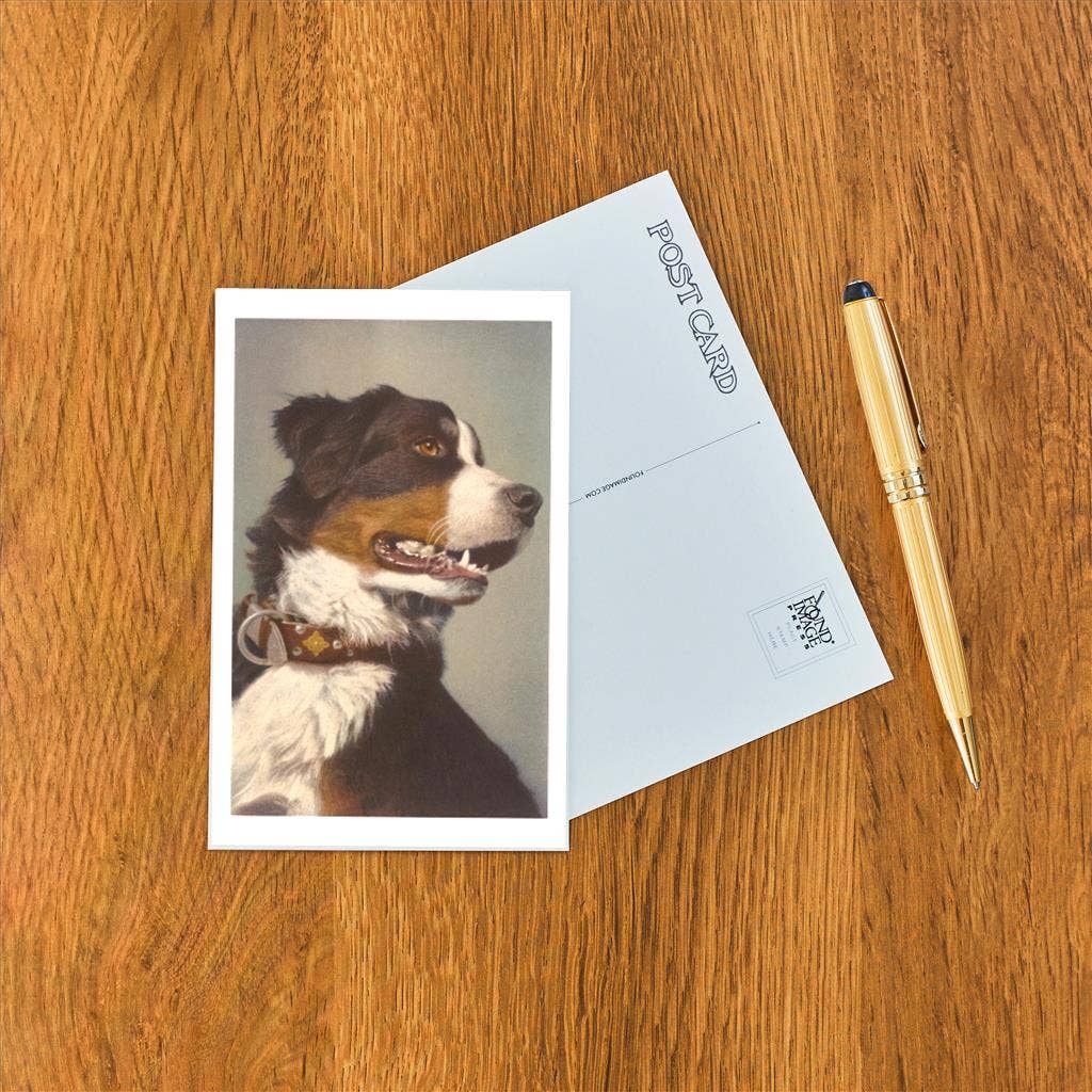 Found Image Press - Wholesale Postcard - Postcard DG-58 Bernese Dog with Collar1