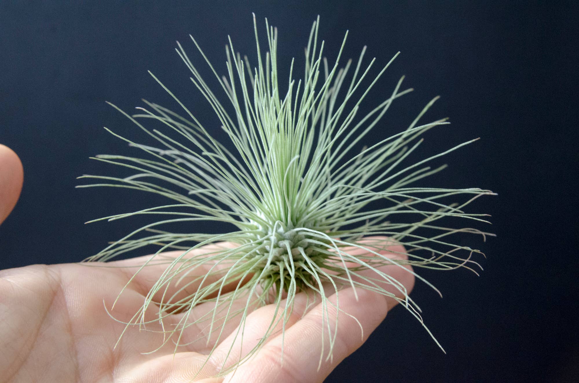 The Artizan Way - Vente Plante - Tillandsia Fuchsii Var. Gracilis1
