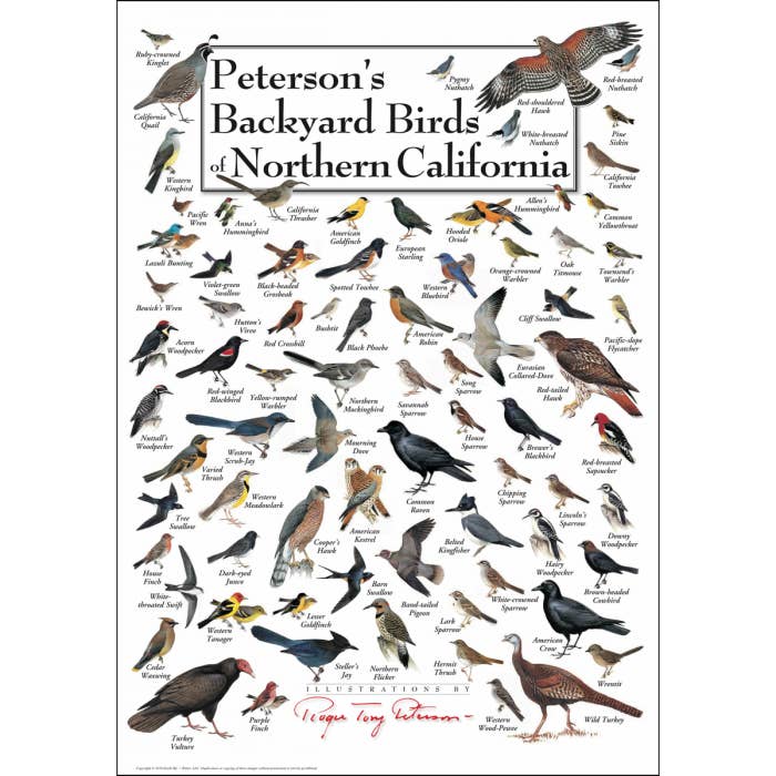 Earth Sky + Water - Wholesale Poster - Peterson's Backyard Birds of Northern California Poster