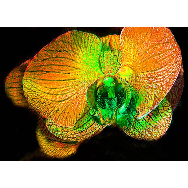 Orchidee ENCL Nr.25 für den Großhandel von Line Five Studio