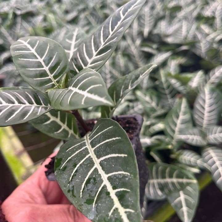 3" Potted Aphelandra squarrosa "Zebra" Plants for wholesale by Succulents & Such, Inc.