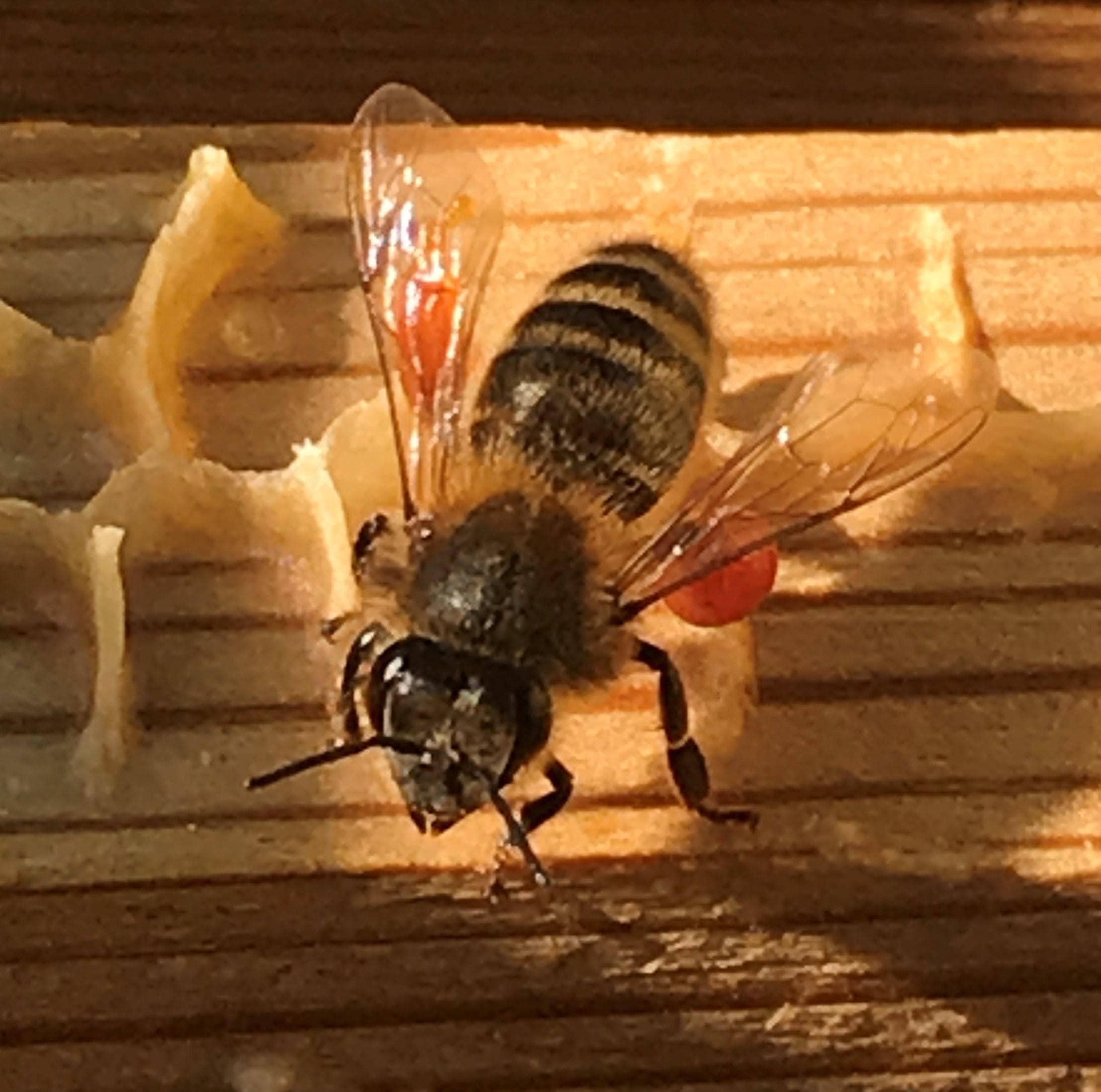 Hanna's Bees - Wholesale Tincture - Propolis Tincture1