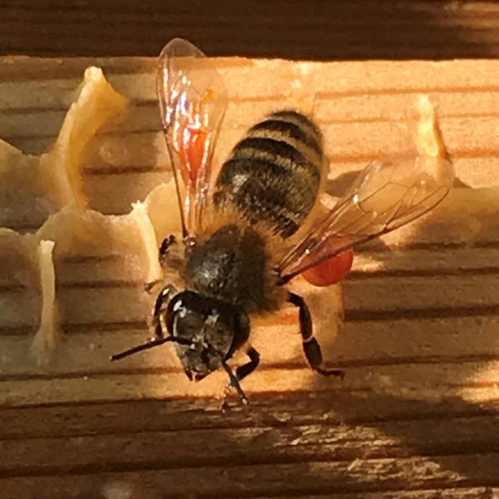 Hanna's Bees - Wholesale Tincture - Propolis Tincture1