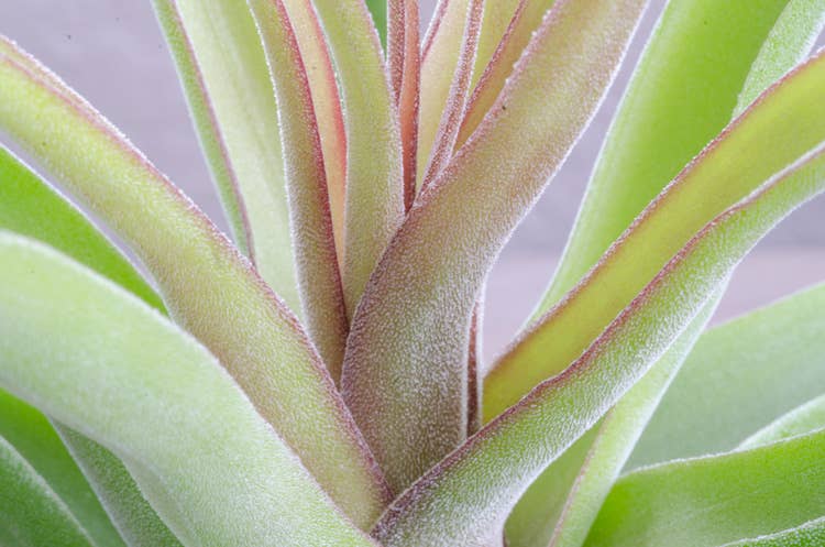 The Artizan Way - Wholesale Live Plant - Tillandsia Streptophylla - Air Plant1