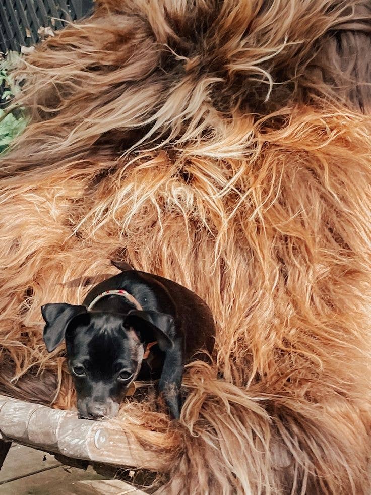 HoogaHooga – Großhandel Teppichvorleger – Rue isländisches Schaffell in natürlichen Brauntönen4