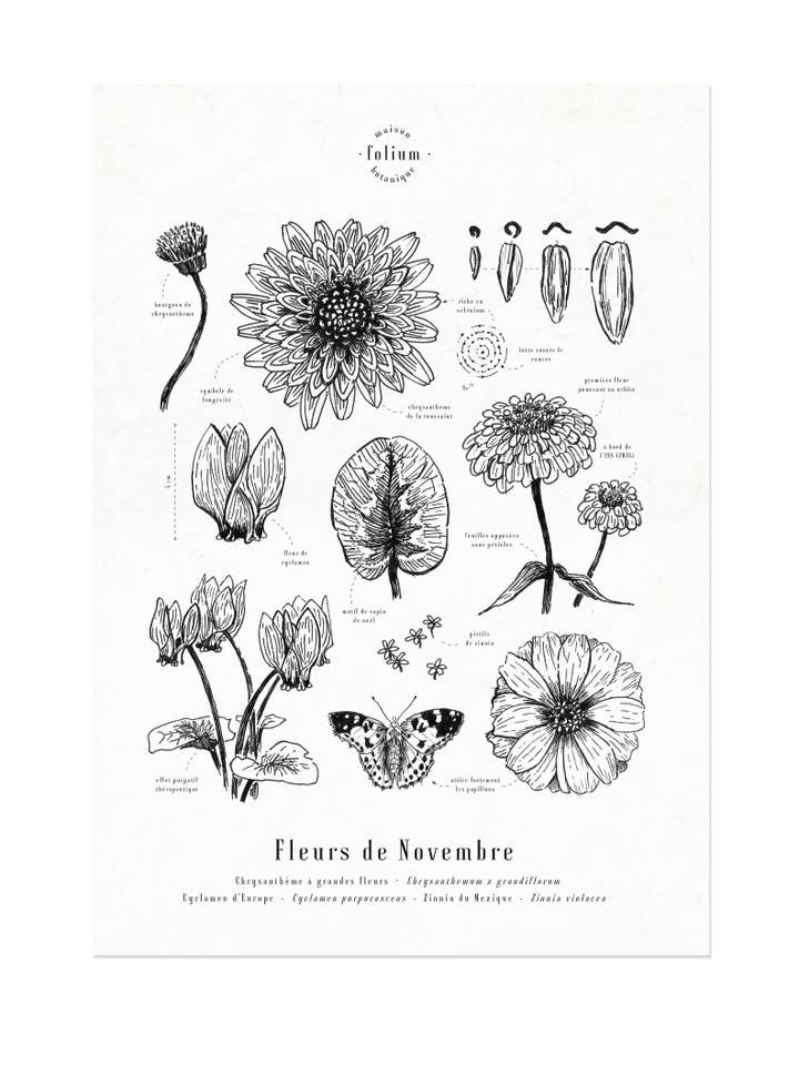 Affiche · Fleurs de Novembre pour la vente par Folium - Maison Botanique