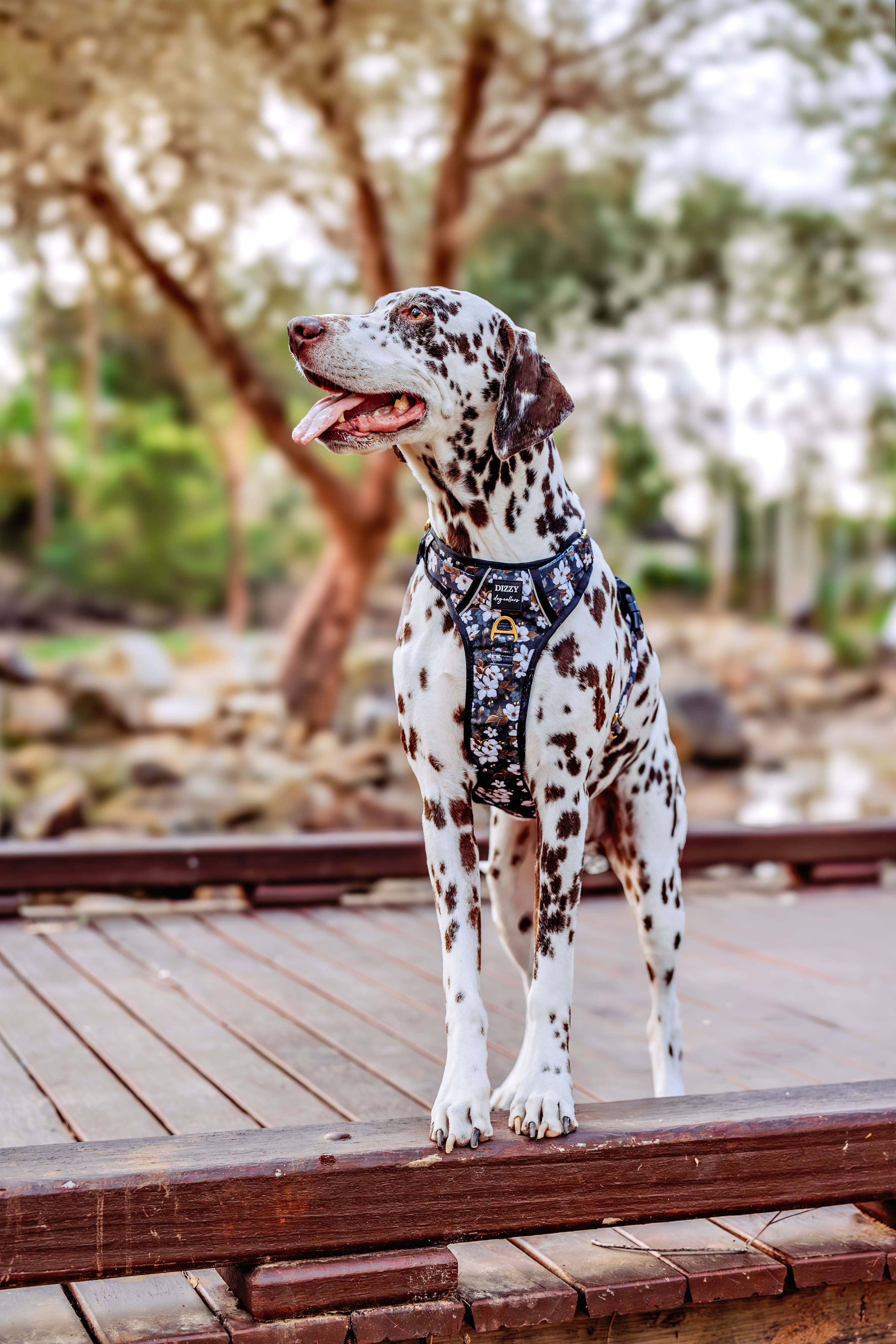 Dizzy Dog Collars - Wholesale Pet Harness - Dog - No Pull Dog Harness | Step in | Reflective | Heavy Duty | Easy Reach Handle | Midnight Cherry Blossoms3