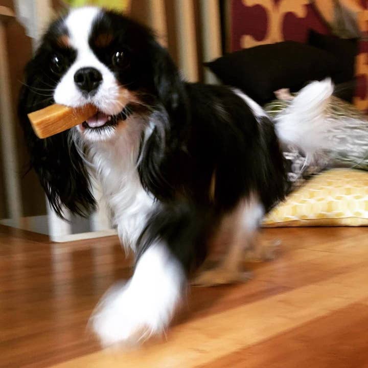 Pet Palette Distribution - Wholesale Pet Treats - Dog - Yeti Dog Chew 1pc Small Chew 1.3oz Bag2