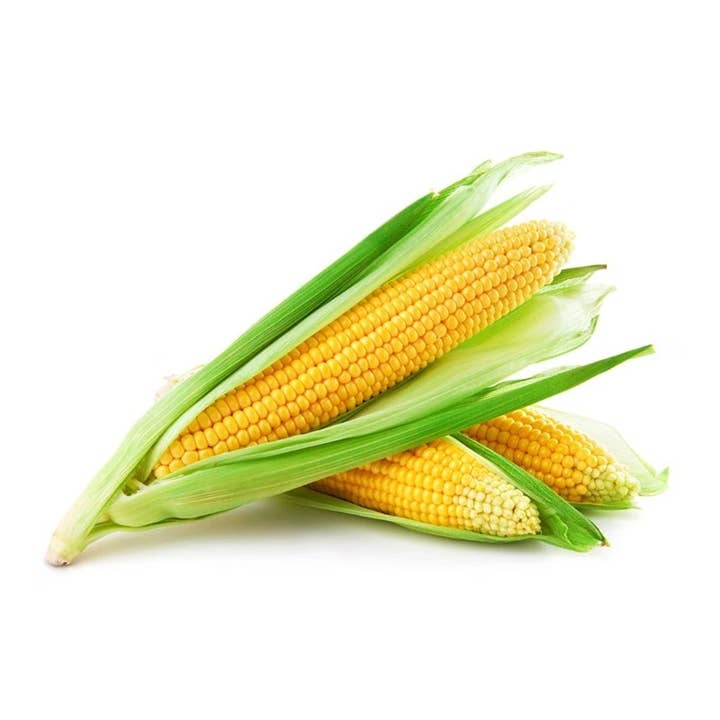 Bentley Seed Co. - Wholesale Plant Seeds - Corn-Golden Bantam 8 Row