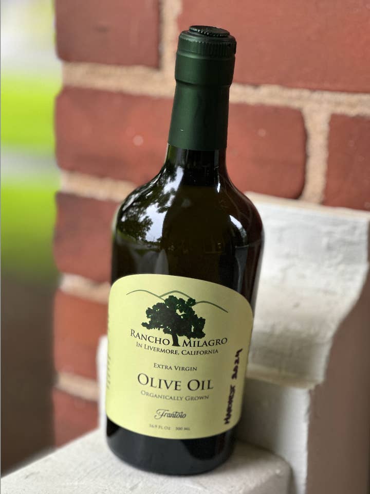 Frantoio Harvest 2024 for wholesale by Rancho Milagro