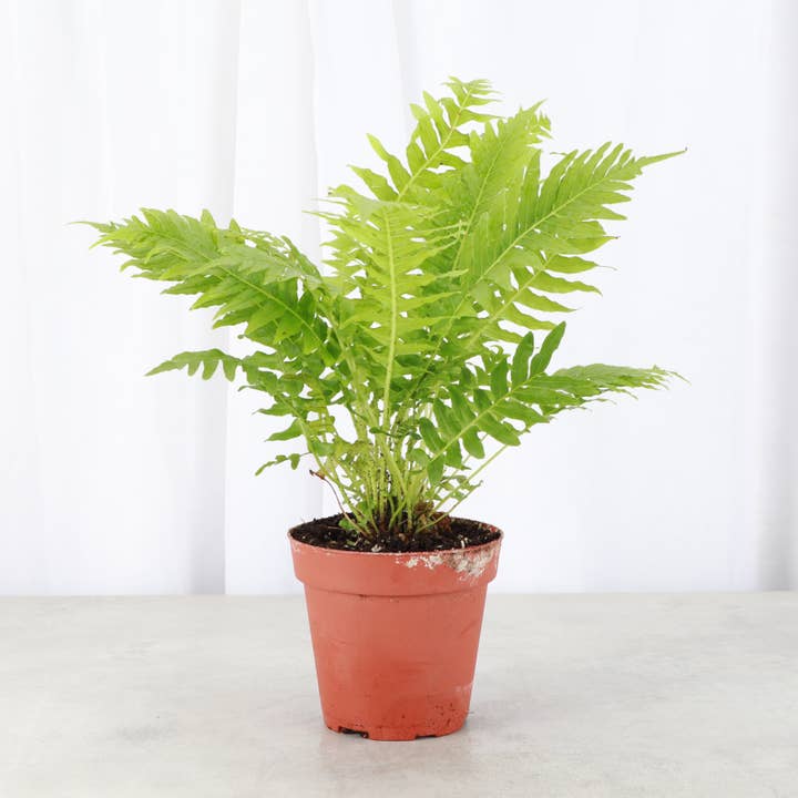 Fougère Silverlady - Plante vivante de 4 pouces pour la vente par Thorsen's Greenhouse