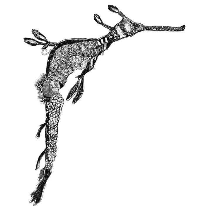 Weedy Seadragon - Grumps the Weedy Seadragon for wholesale by @wildcardsue