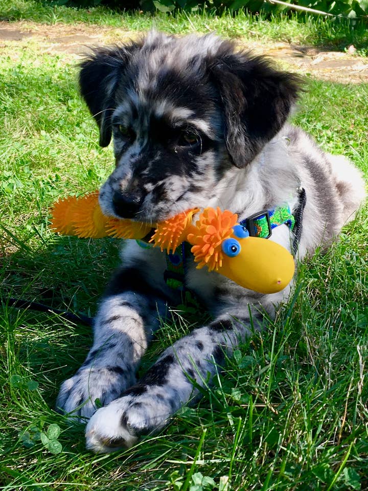 Sensory Snake Squeaky Rubber Dog Toys (Small) Tagless for wholesale by Lanco-Toys