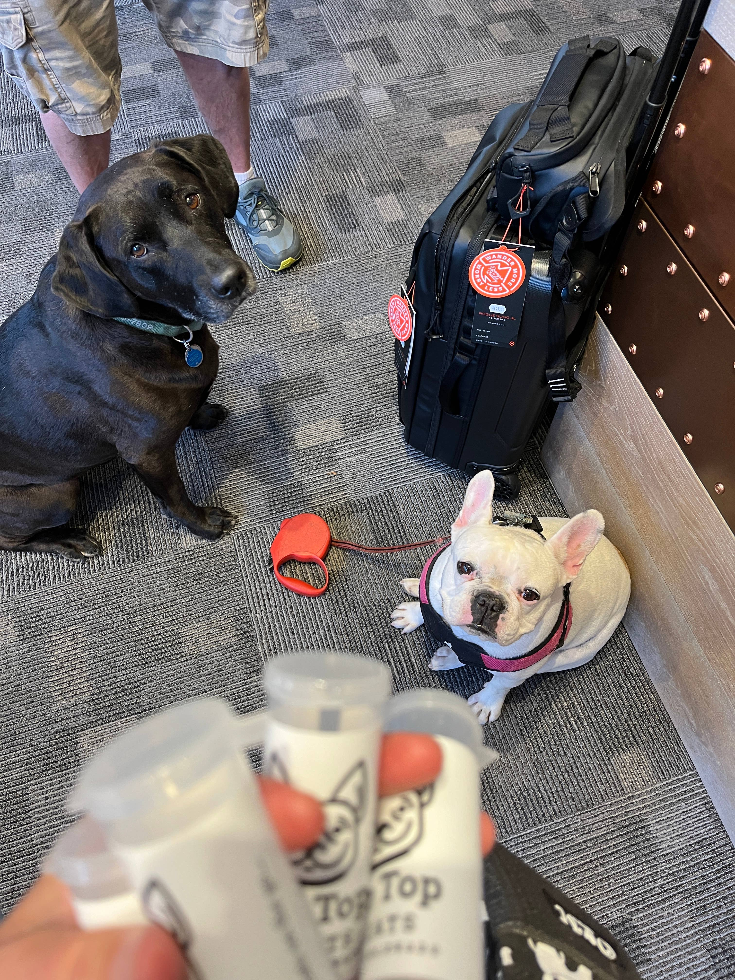 poptoptreats - Wholesale Pet Treats - Dog - Pop Top Treats-UN-filled, Add Your Own Treats4