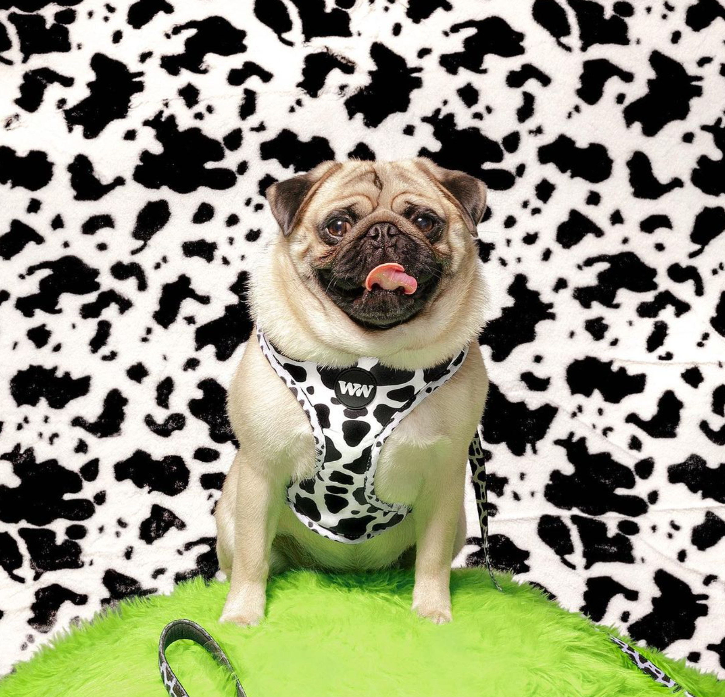 Woof & Wonder - Wholesale Pet Harness - Dog - Holy Cow Print Adjustable Dog Harness1