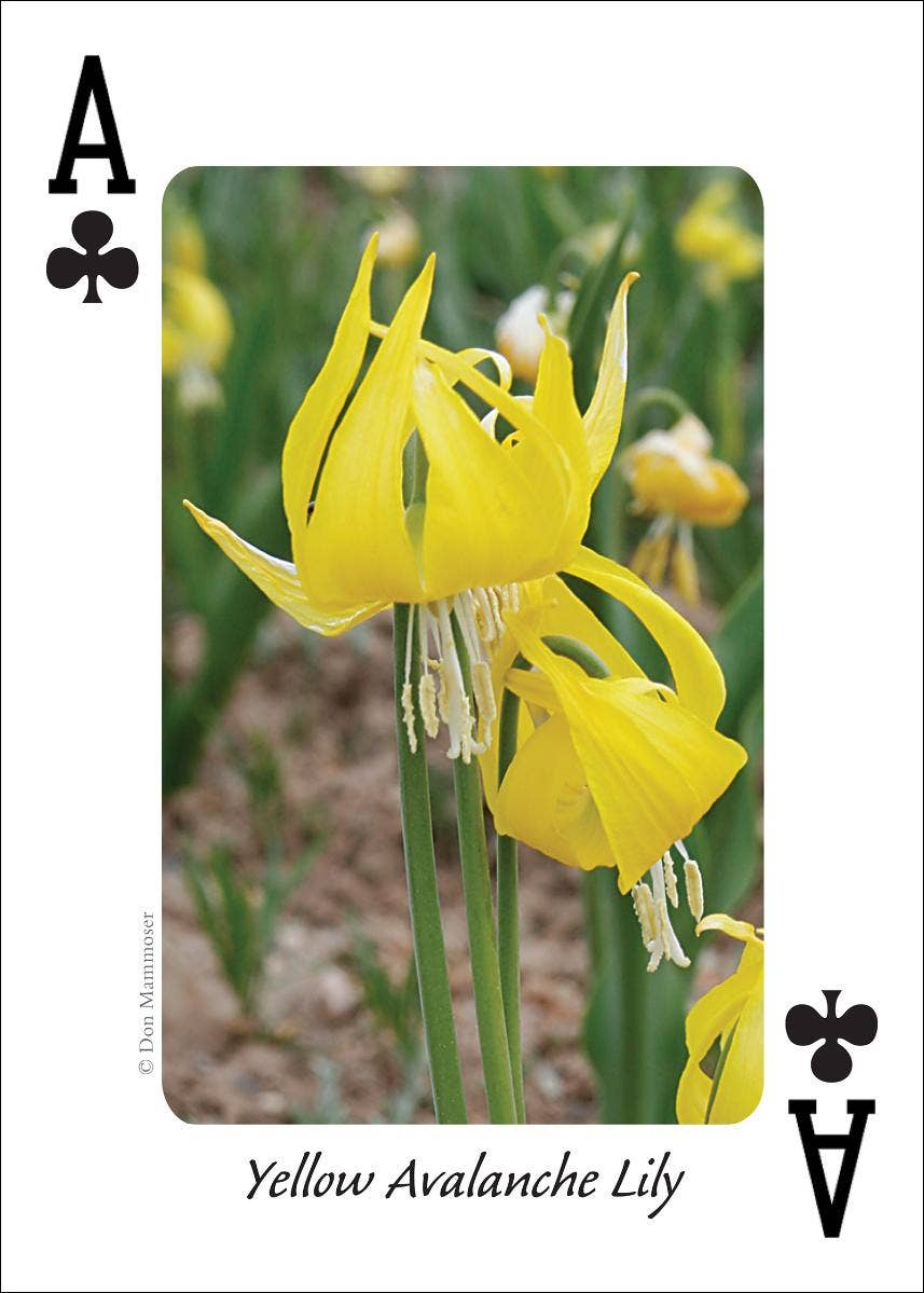 AdventureKEEN - Wholesale Playing Cards - Wildflowers of Northwest Playing Cards1