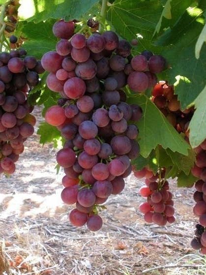 Kardinal för wholesale av Sementi & Barbatelle