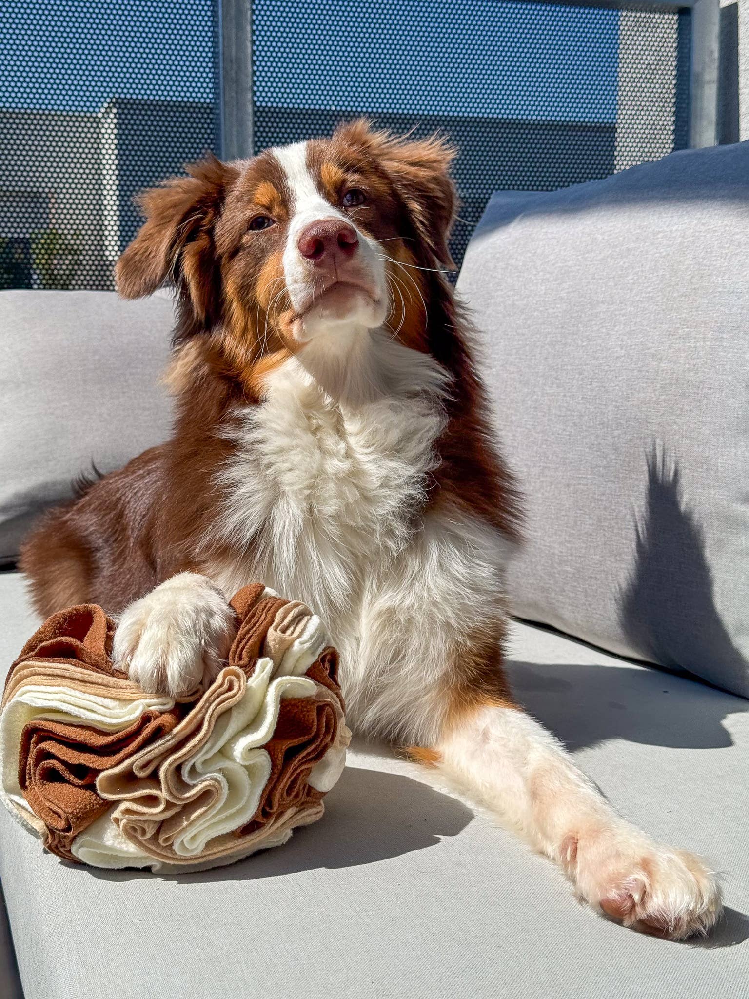 Doggotique - Wholesale Pet Squeaky Toy - Dog - Snuffle ball for dogs, snack toy dog, dog toy16