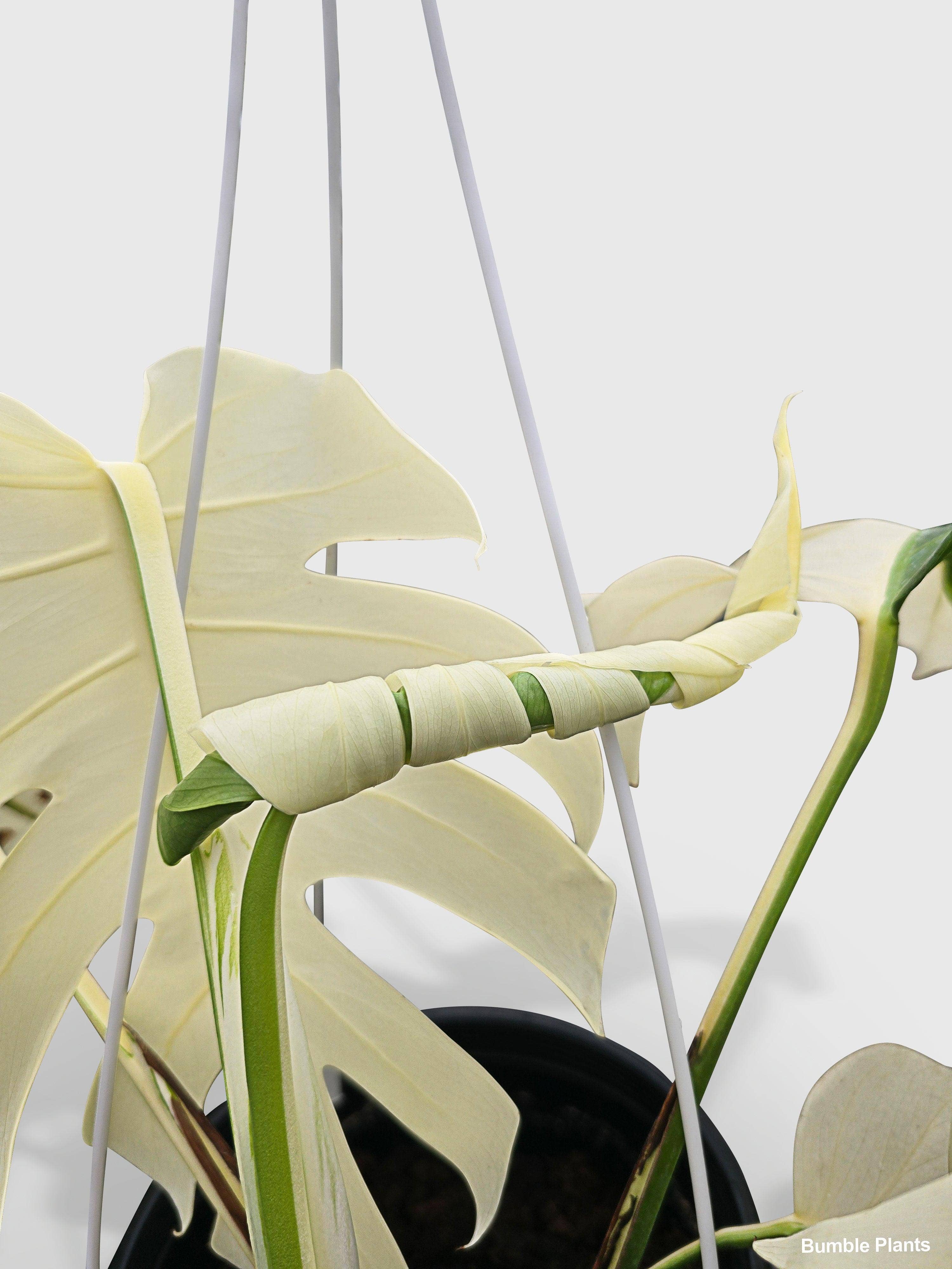 Bumble Plants - Vente Plante - Monstera Borsigiana Variegata Albo (Plante Mère Mature)4