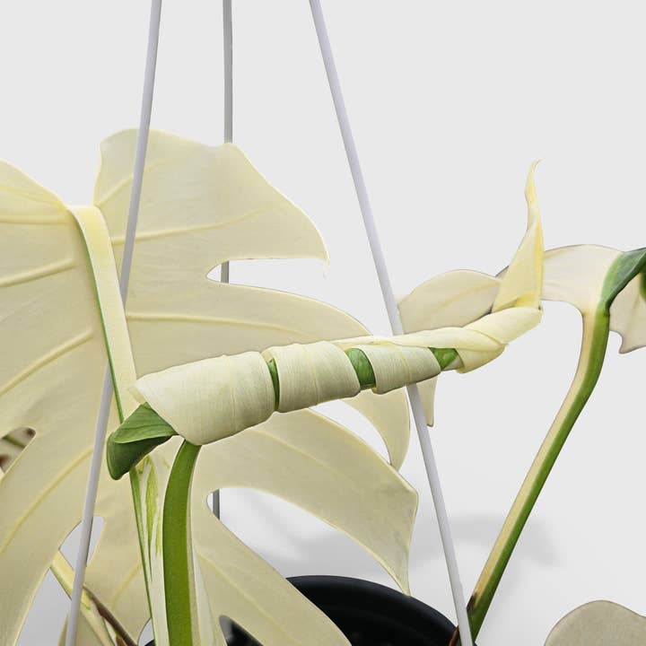 Bumble Plants - Vente Plante - Monstera Borsigiana Variegata Albo (Plante Mère Mature)4